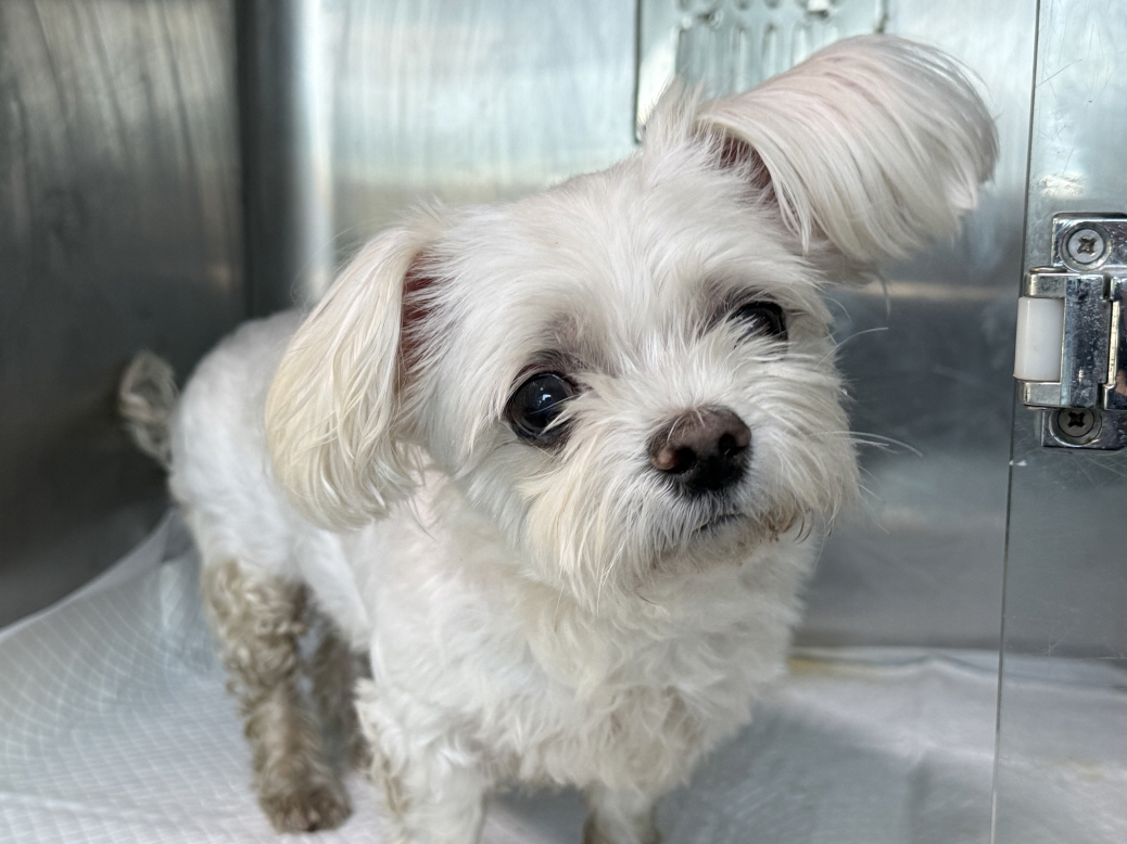 종료(반환) 말티즈…